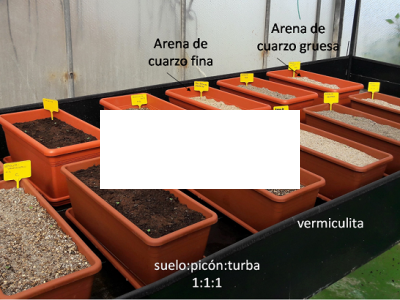 ensayo de evaluación